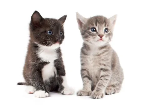 Kittens Stock Photos
