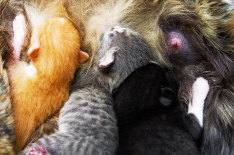 Kittens Stock Photos