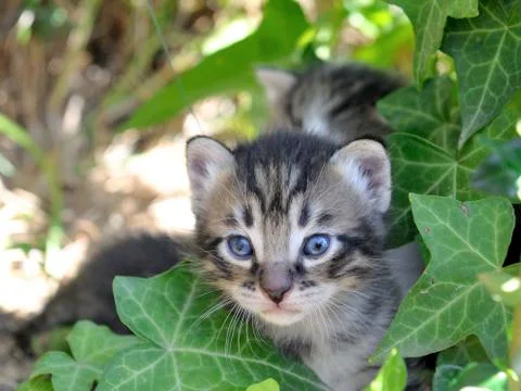 Kittens Stock Photos
