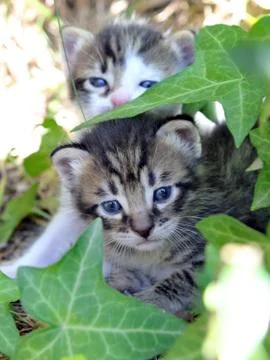 Kittens Stock Photos