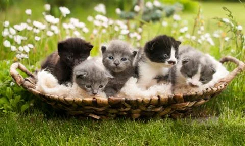 Kittens Foto stock