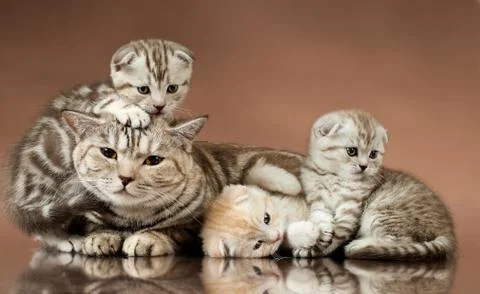 Kittens Stock Photos