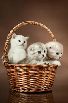 Kittens Foto stock