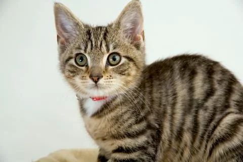 Kittens Stock Photos