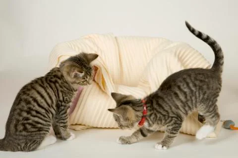 Kittens Stock Photos