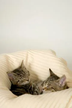 Kittens Stock Photos