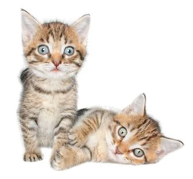 Kittens Stock Photos
