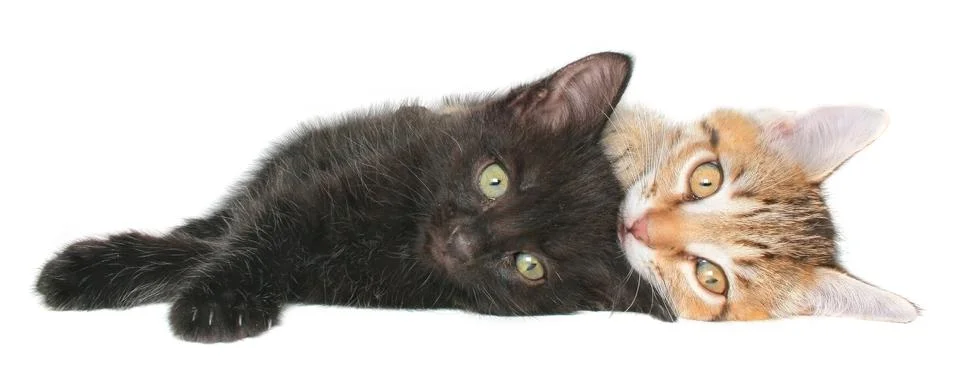 Kittens Stock Photos