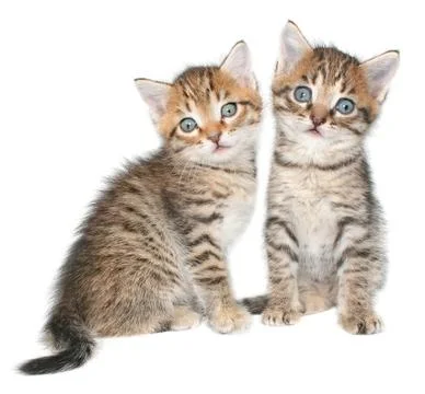 Kittens Stock Photos