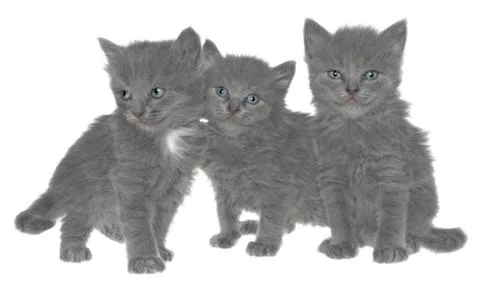 Kittens. Stock Photos