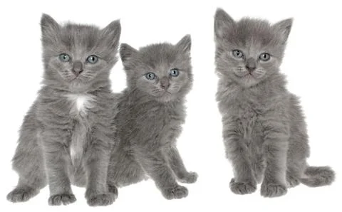 Kittens. Stock Photos