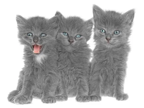 Kittens. Stock Photos