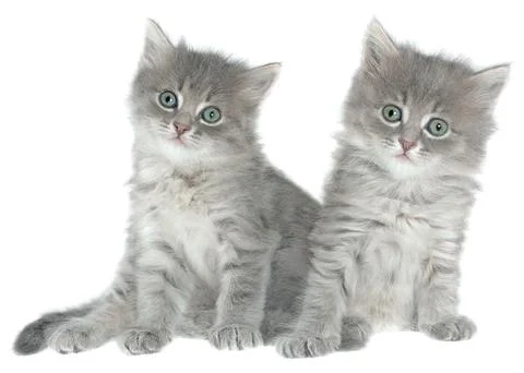 Kittens Stock Photos
