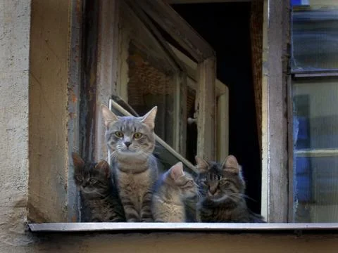 Kittens Stock Photos