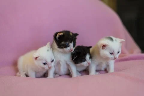 Kittens 스톡 사진