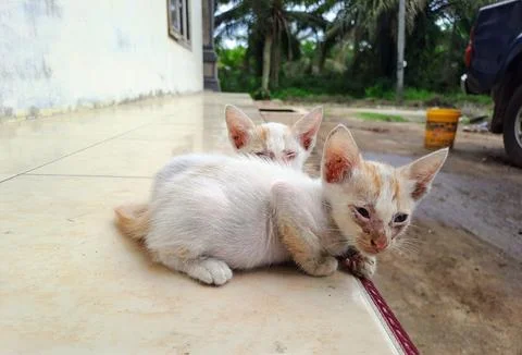 Kittens Stock Photos