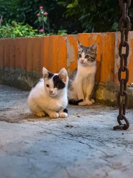 Kittens Stock Photos