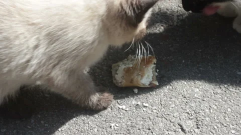 Kittens Play And Feed With Mother Cat Stock Footage 88763565