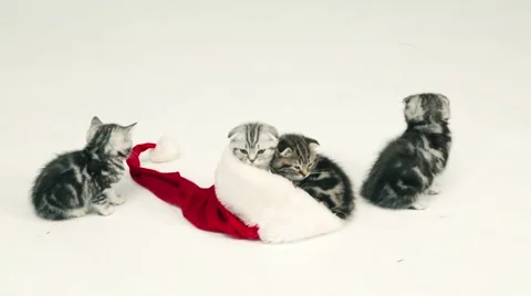 Kittens play and sit in Santa Claus hat Stock Footage 44679517