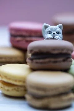 Kittens play around colored macaroons.Macro photography Stock Photos