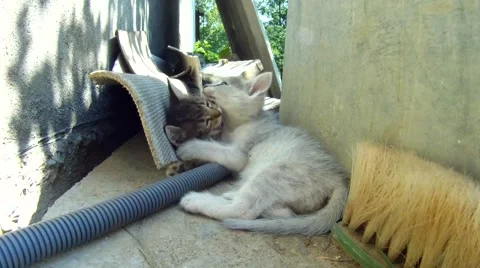 Kittens play with each other Stock Footage 54308143