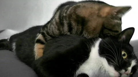 Kittens play fight Stock Footage 535279