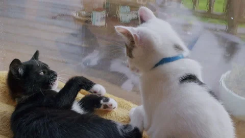 Kittens play Cute pet animals Stock Video Pond5