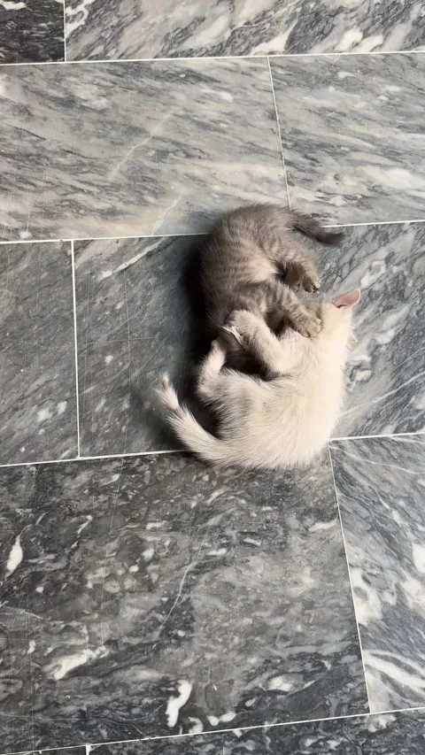 Kittens play fighting on a marble floor. Stock Footage 296887326
