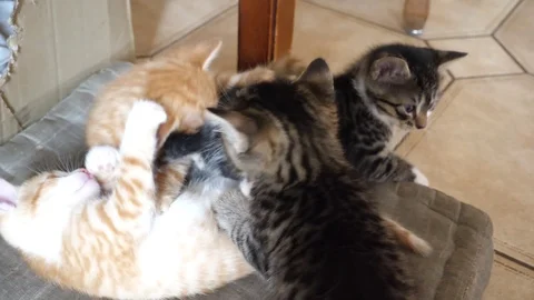 Kittens play Stock Footage