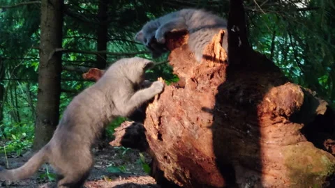 Kittens play on a forest stump. Video stock 265179797