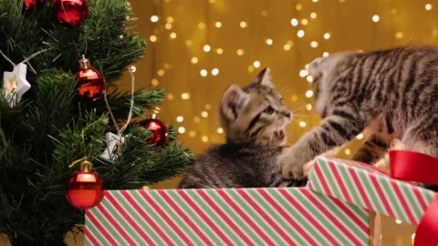 Kittens play funny in a gift box next to a Christmas tree on the background of Stock-Footage 219315572