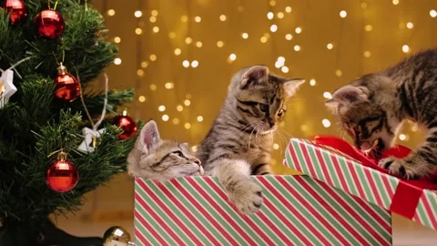 Kittens play with a gift box and a bow next to the Christmas tree on the Stock-Footage 219315547