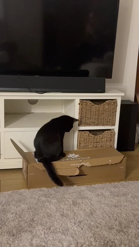 Kittens Play Hide And Seek In Cardboard Box, Kent, England, UK - 09 Sep 2026 Stock Footage 345530431