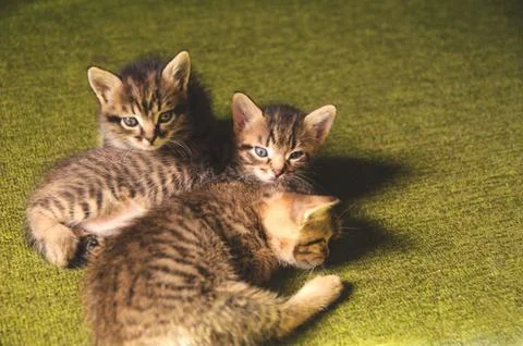 Kittens play Stock Photos