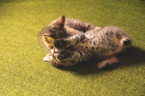Kittens play Stock Photos