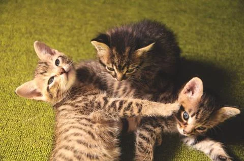 Kittens play Stock Photos