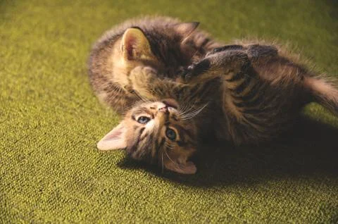 Kittens play Stock Photos