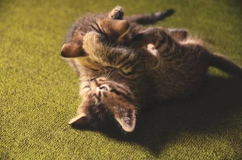 Kittens play Stock Photos