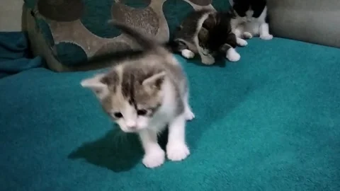 Kittens Play Time Stock Footage 285483840