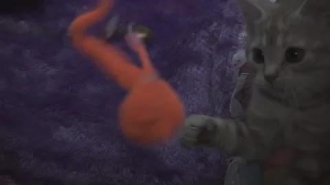 Kittens play with a toy in low light. Stock Footage 122209749