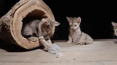 Kittens play with a tree stump. Stock Footage 233118755