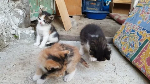 Kittens playin timelapse 動画素材 192378211