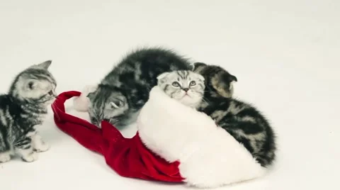 Kittens playing and sitting in Santa hat Stock Footage 44679525