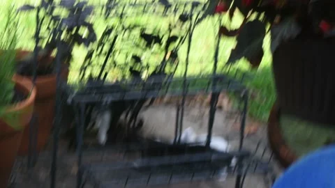 Kittens playing on back deck Stock-Footage 134500224