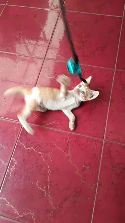 Kittens playing with bell necklace Stock Footage 275562758