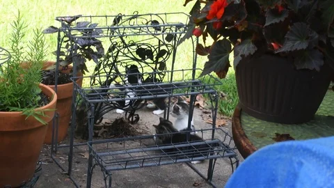 Kittens playing on a deck Stock-Footage 111771052