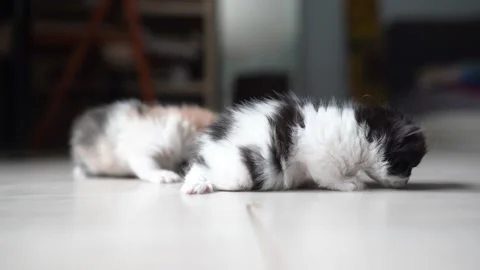 Kittens playing with each other 4k 100 fps Stock Footage 194323387