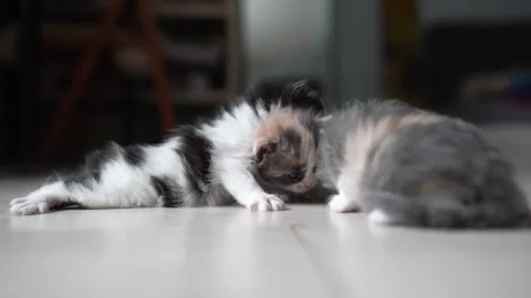 Kittens playing with each other Video stock 194323876