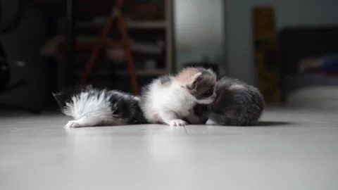 Kittens playing with each other Stock Footage 195122040