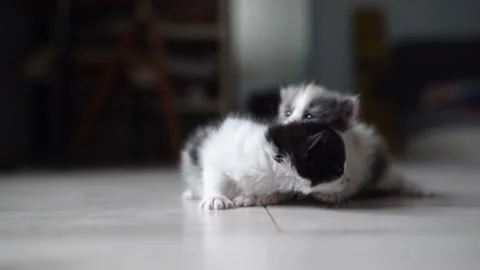 Kittens playing with each other Stock Footage 196137675